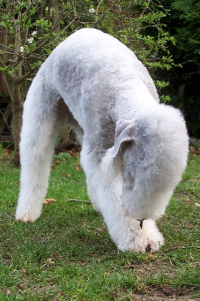 Unsere Hunde 03.02 (21).JPG